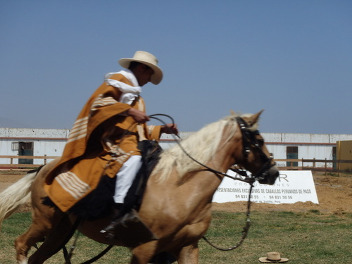 Peruvian Step Horse Show.